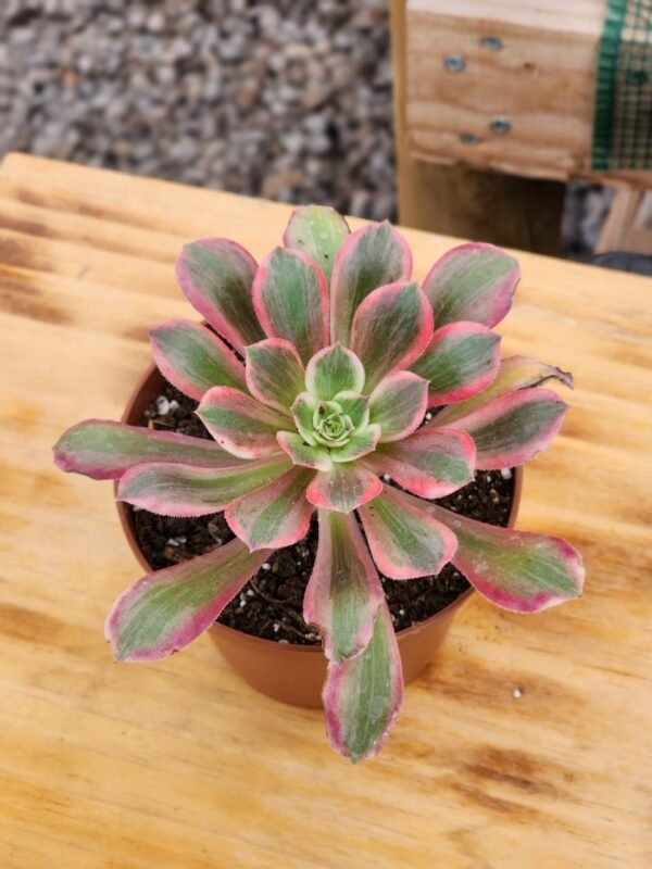 Aeonium Pink Witch - Imagen 2