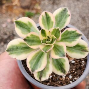 Aeonium Marnier Lapostolle Variegado