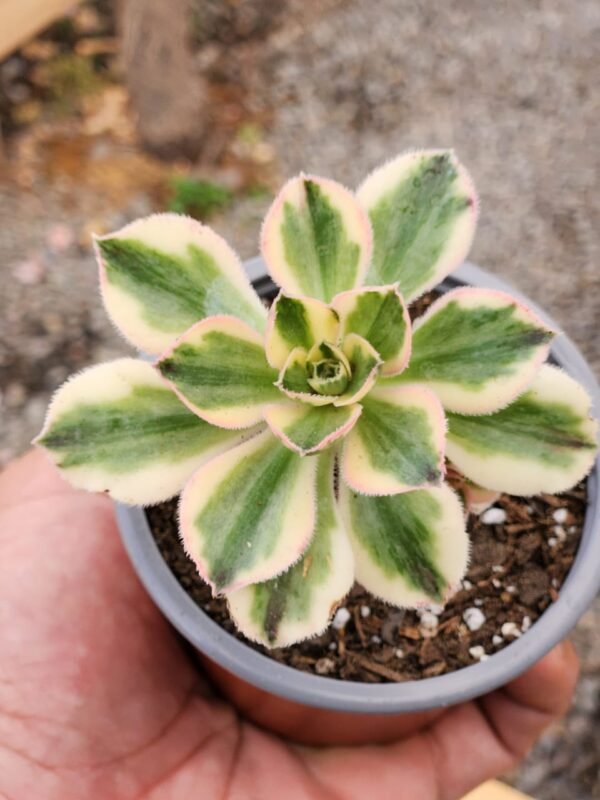 Aeonium Marnier Lapostolle Variegado