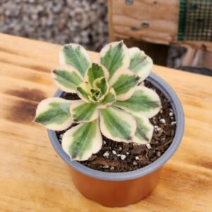 Aeonium Marnier Lapostolle Variegado