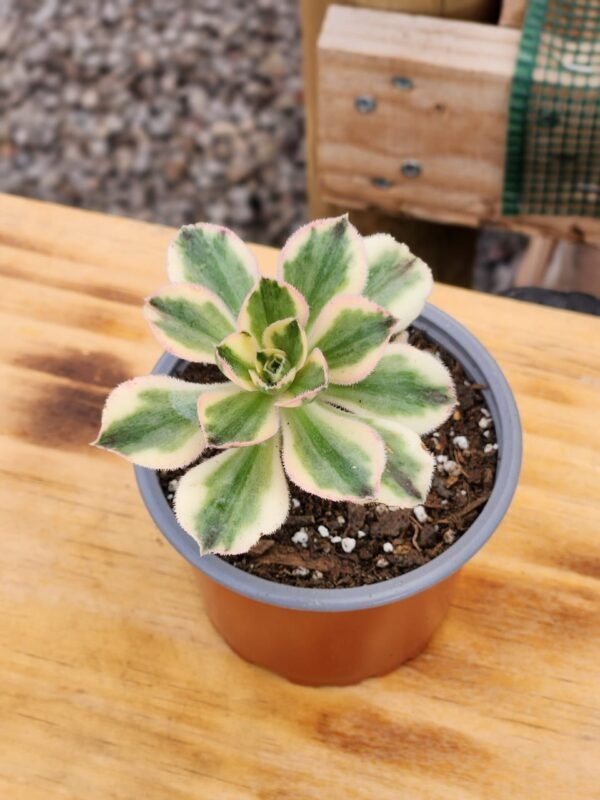 Aeonium Marnier Lapostolle Variegado - Imagen 2