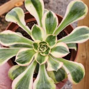 Aeonium Zeus - Tamaño medio
