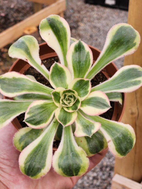 Aeonium Zeus - Tamaño medio - Imagen 2