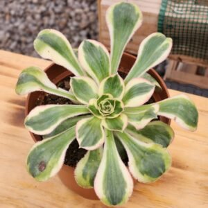 Aeonium Zeus - Tamaño medio