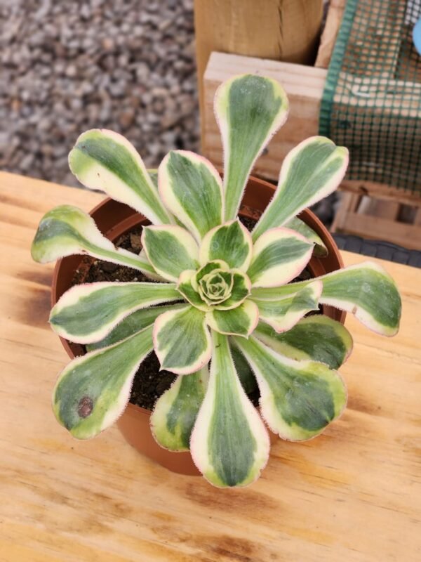 Aeonium Zeus - Tamaño medio