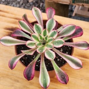 Aeonium Plum Purdy White - Tamaño medio L