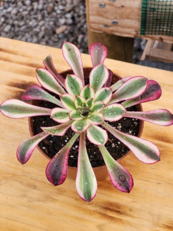 Aeonium Plum Purdy White - Tamaño medio L