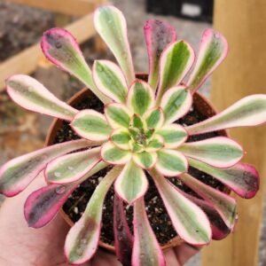 Aeonium Plum Purdy White - Tamaño medio L