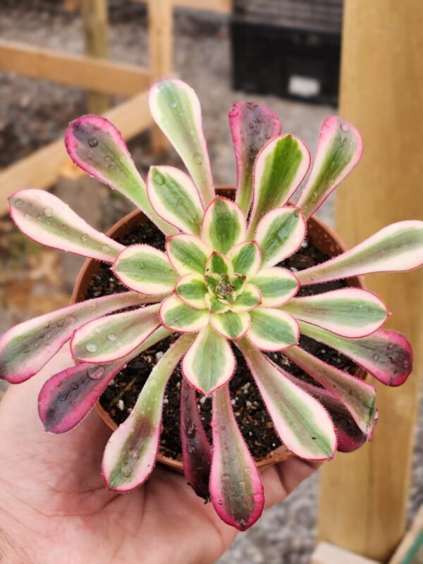 Aeonium Plum Purdy White - Tamaño medio L - Imagen 2