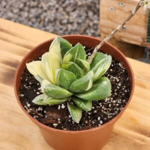 Haworthia cymbiformis Variegata