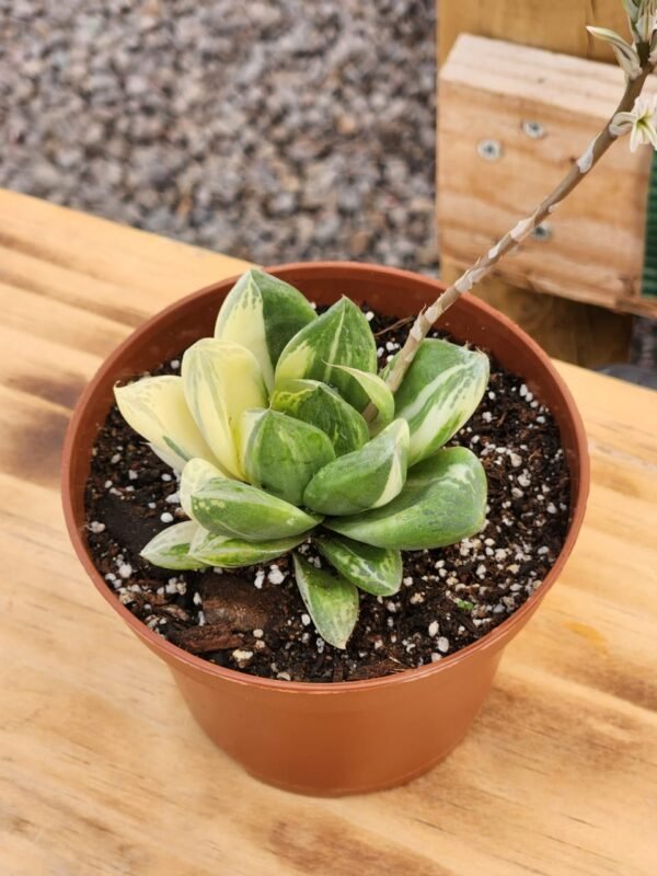 Haworthia cymbiformis Variegata