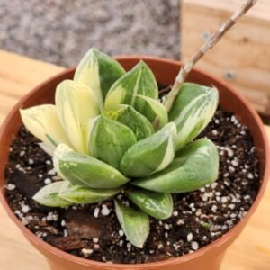 Haworthia cymbiformis Variegata