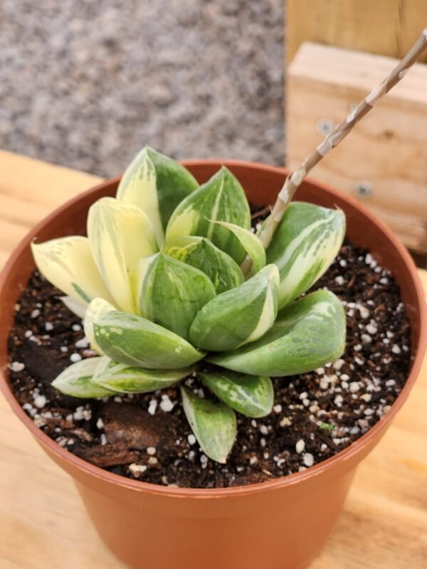 Haworthia cymbiformis Variegata - Imagen 2