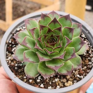 Sempervivum Tectorum