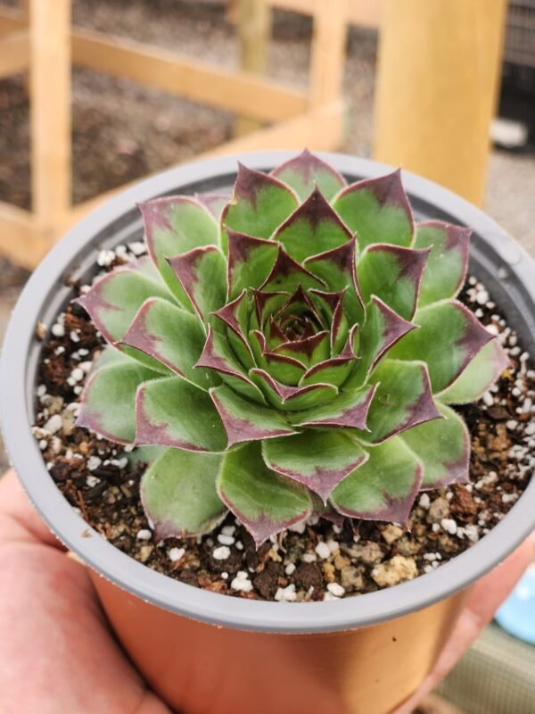 Sempervivum Tectorum - Imagen 2