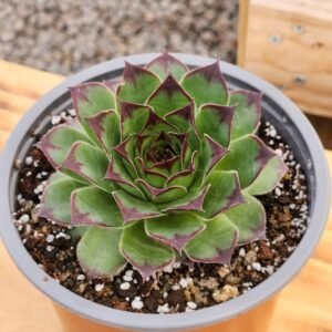 Sempervivum Tectorum