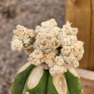 Astrophytum Onzuka x  Velvet White - Injerto