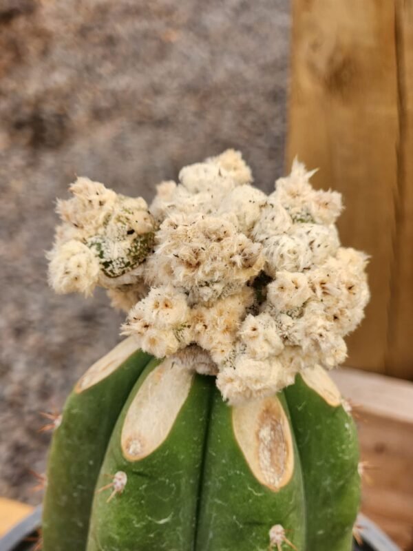 Astrophytum Onzuka x  Velvet White - Injerto - Imagen 2