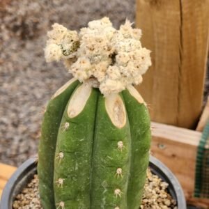 Astrophytum Onzuka x  Velvet White - Injerto