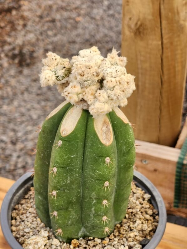 Astrophytum Onzuka x  Velvet White - Injerto