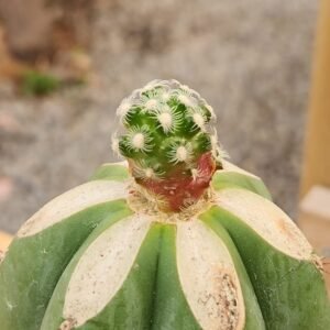 Mammillaria Saboae - Injerto