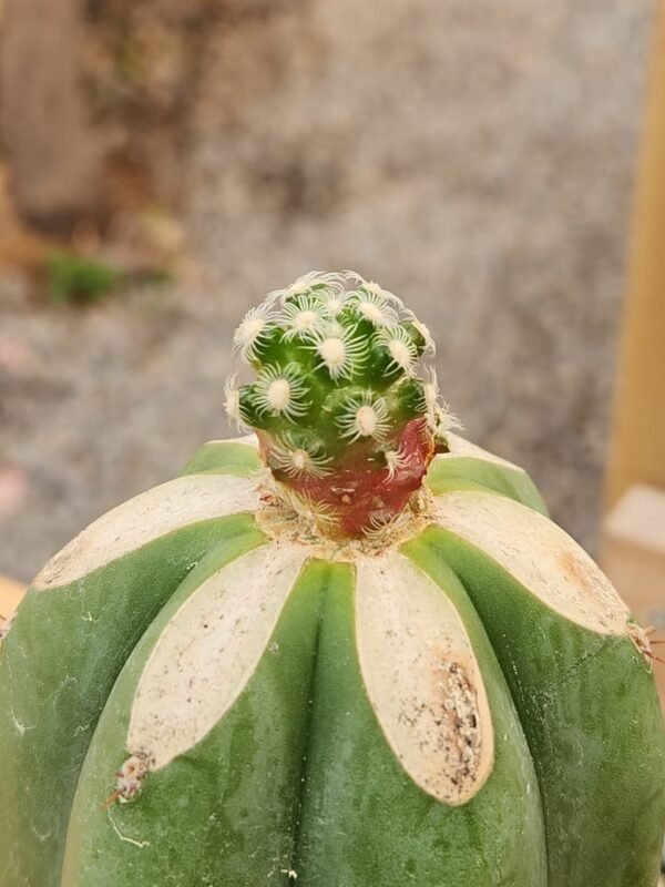 Mammillaria Saboae - Injerto - Imagen 2