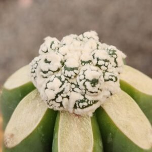 Astrophytum Asterias Kiko Snow - Injerto