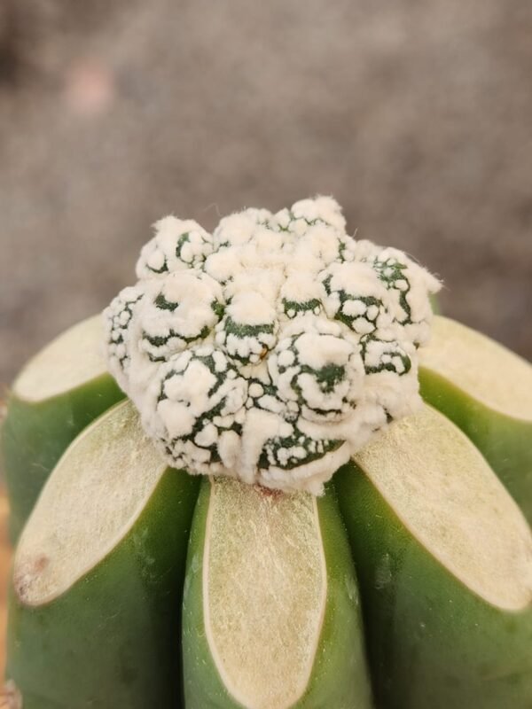 Astrophytum Asterias Kiko Snow - Injerto - Imagen 2