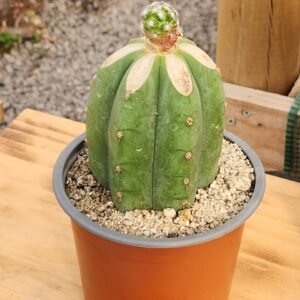 Mammillaria Saboae - Injerto