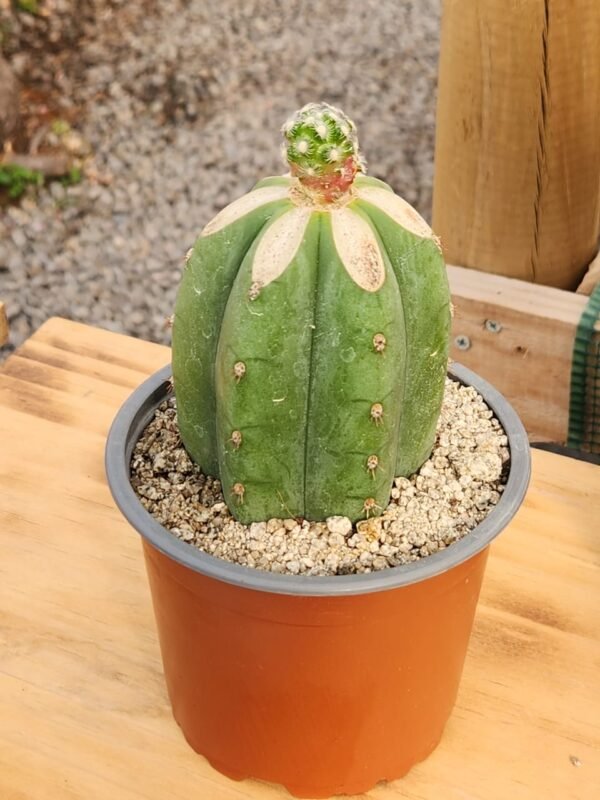 Mammillaria Saboae - Injerto