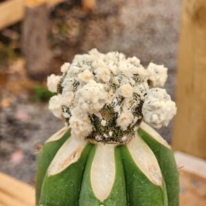 Astrophytum Myriostigma Velvet With - Injerto