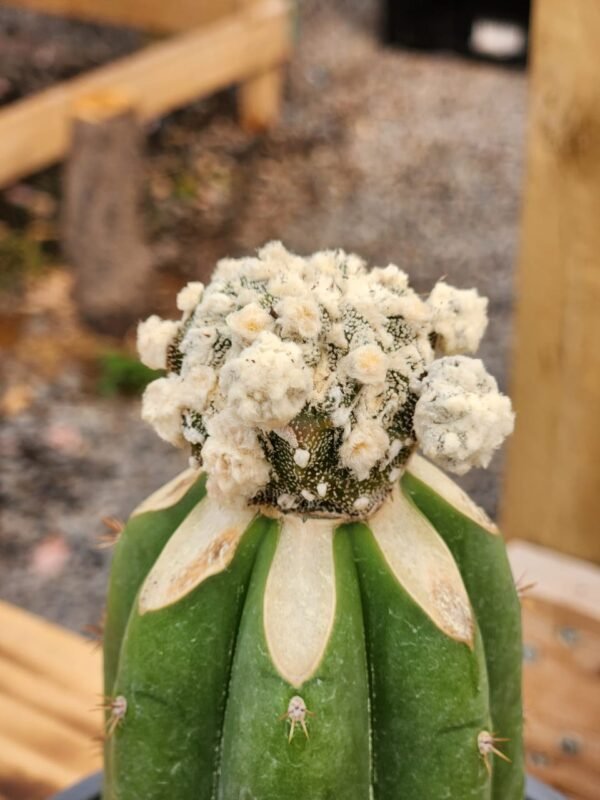 Astrophytum Myriostigma Velvet With - Injerto - Imagen 2