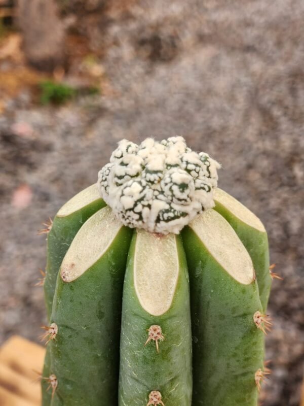 Astrophytum Asterias Kiko Snow - Injerto - Imagen 3