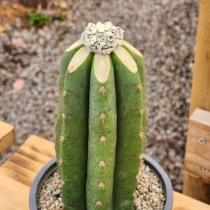Astrophytum Asterias Kiko Snow - Injerto