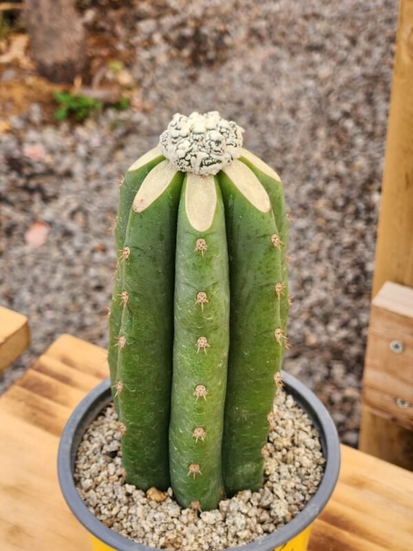 Astrophytum Asterias Kiko Snow - Injerto