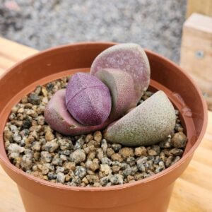 Pleiospilos Nelii Royal Flush