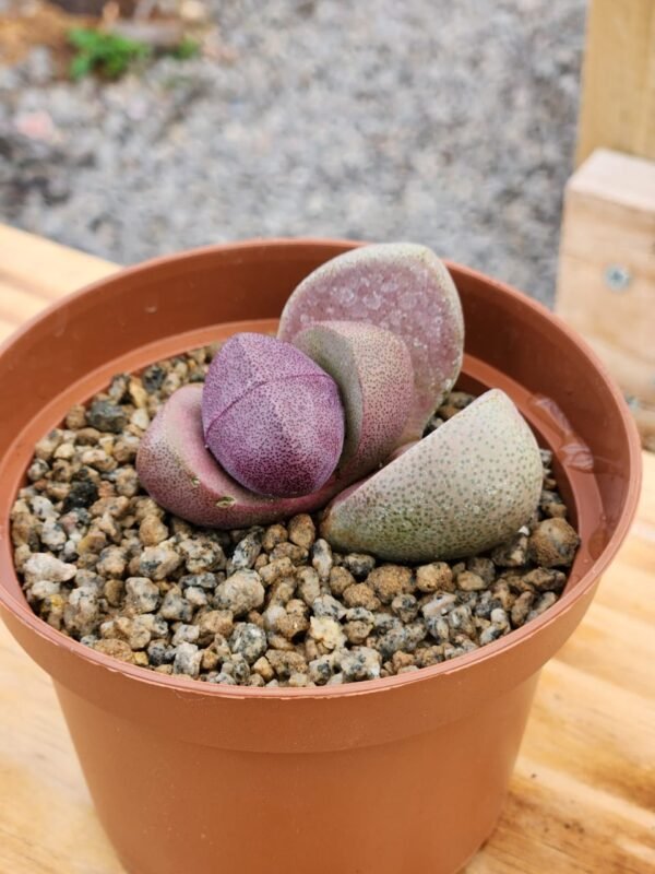 Pleiospilos Nelii Royal Flush