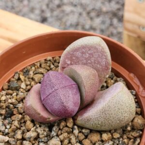 Pleiospilos Nelii Royal Flush