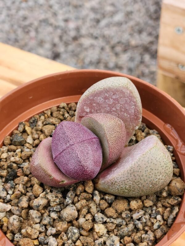 Pleiospilos Nelii Royal Flush - Imagen 2
