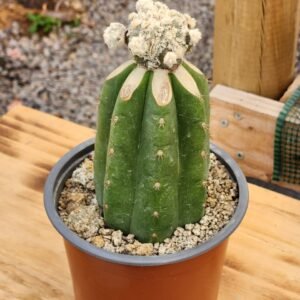 Astrophytum Myriostigma Velvet With - Injerto