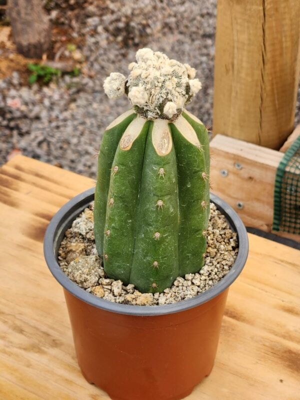 Astrophytum Myriostigma Velvet With - Injerto
