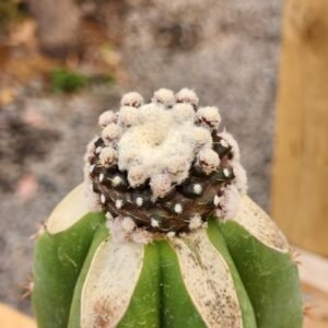 Copiapoa Tenuissima Monstruosa - Injerto