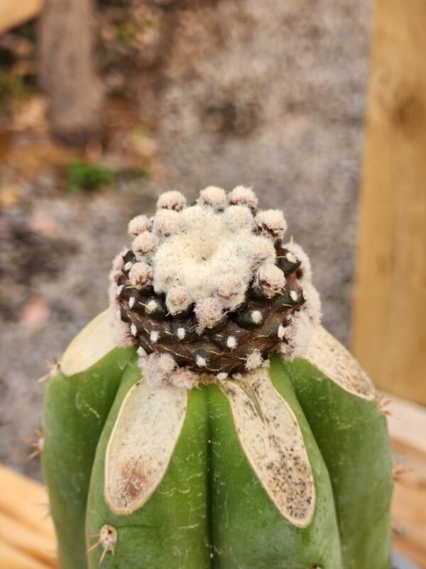 Copiapoa Tenuissima Monstruosa - Injerto - Imagen 2