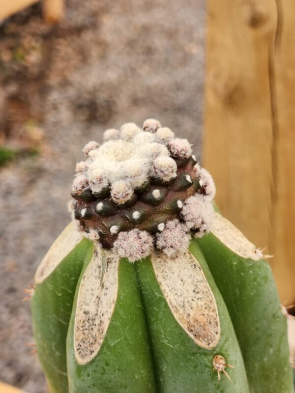 Copiapoa Tenuissima Monstruosa - Injerto - Imagen 3