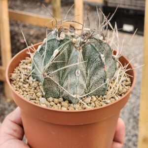 Astrophytum Capricorne - Gran tamaño XL