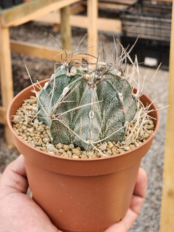 Astrophytum Capricorne - Gran tamaño XL - Imagen 2