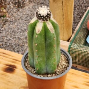 Copiapoa Tenuissima Monstruosa - Injerto