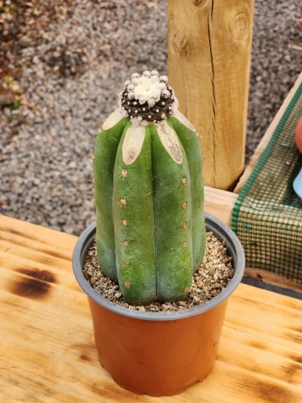 Copiapoa Tenuissima Monstruosa - Injerto