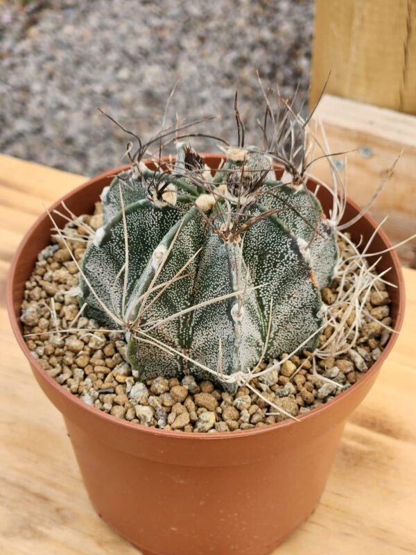 Astrophytum Capricorne - Gran tamaño XL - Imagen 3