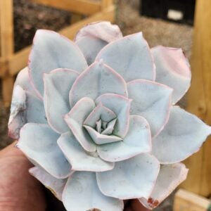 Echeveria Cante